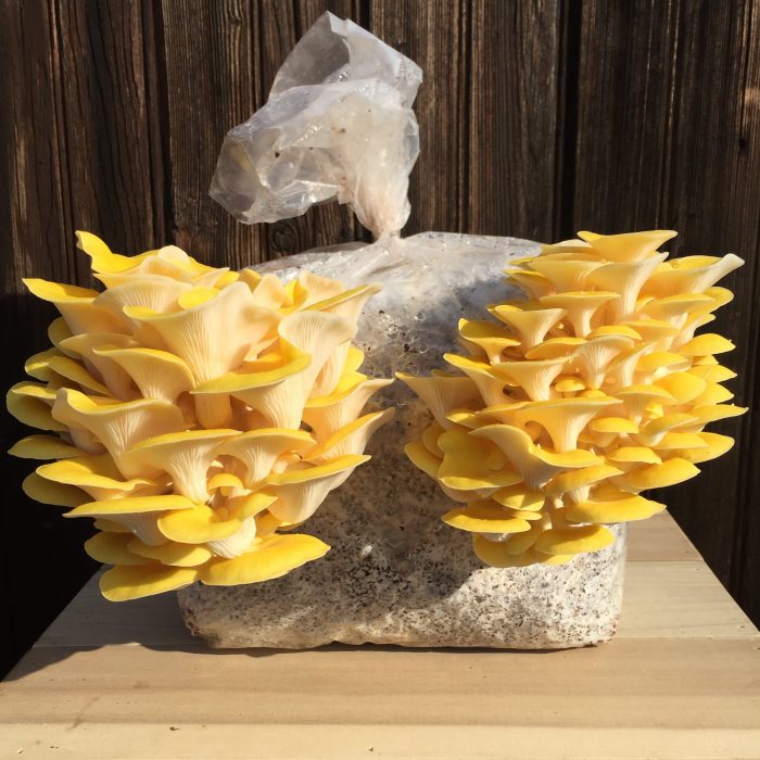 about oyster mushrooms