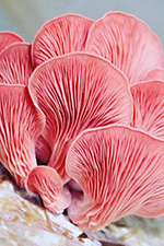 about oyster mushrooms