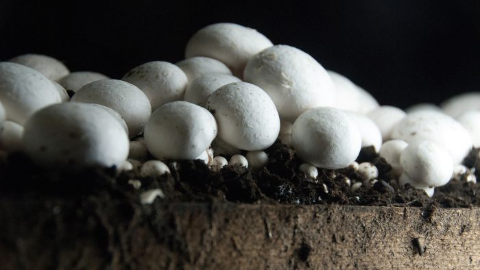 how to start growing mushrooms