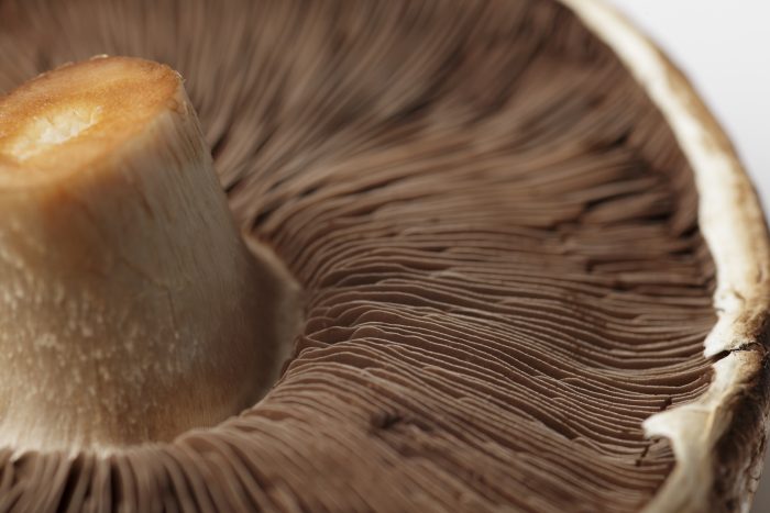 all about portobello mushrooms