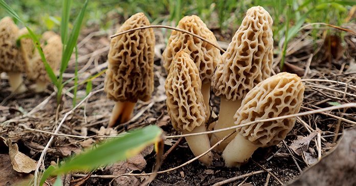 growing morel mushrooms