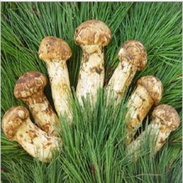 pine mushrooms