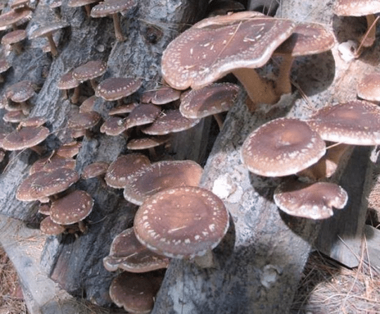 growing shiitake mushrooms