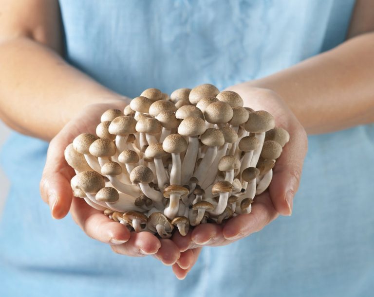 mushroom growing supplies