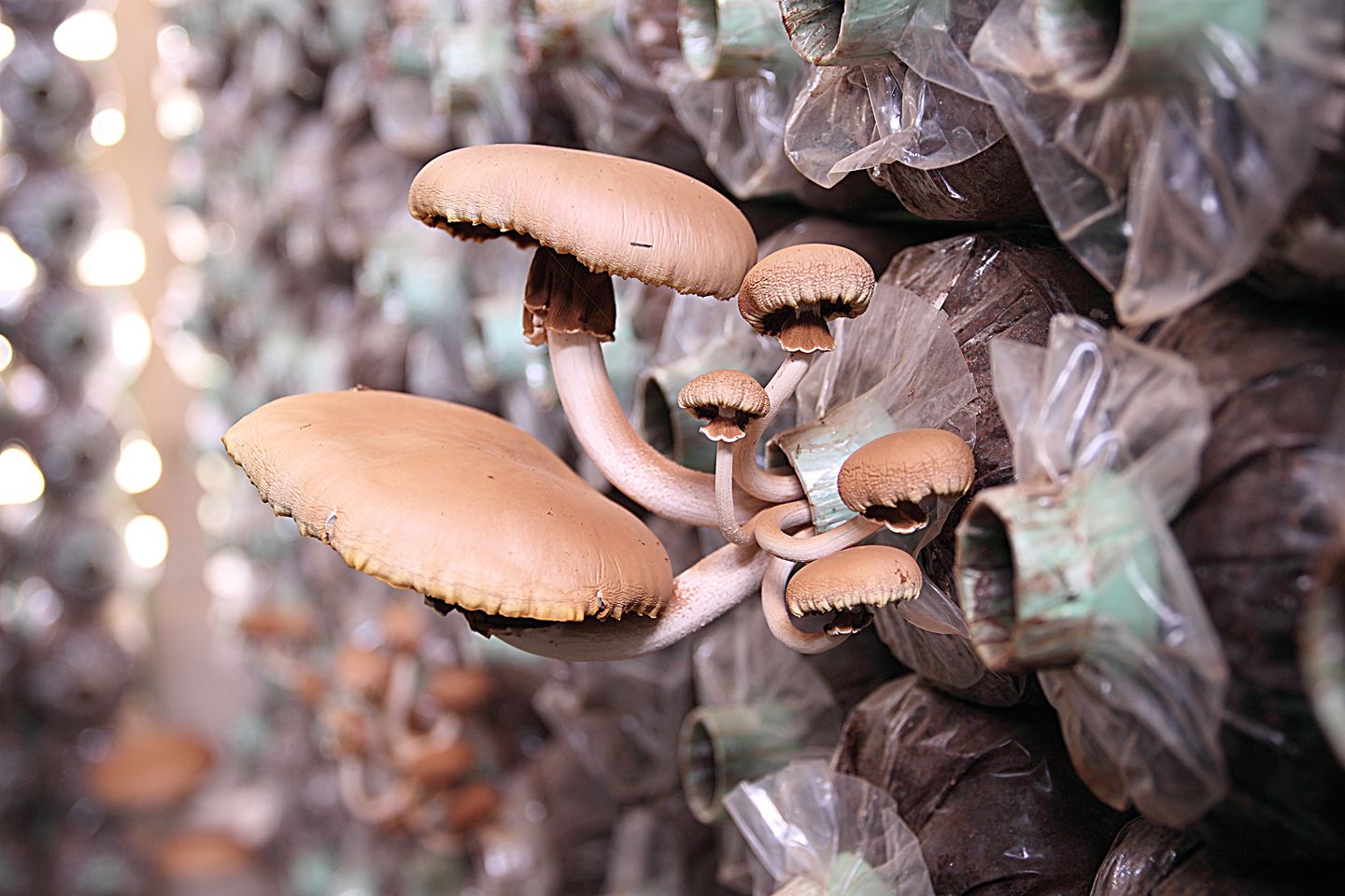 mushroom growing supplies