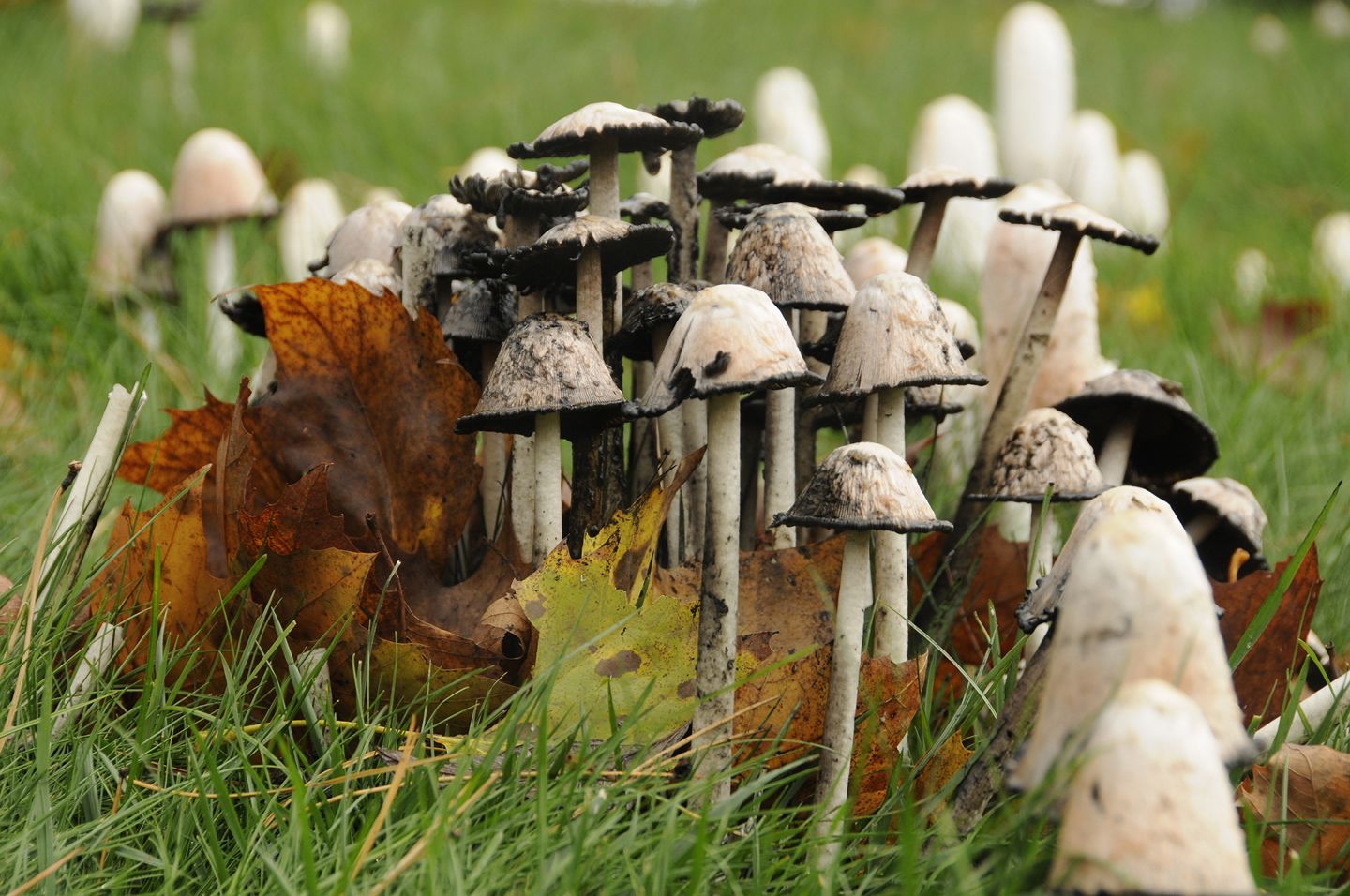 mushroom growing supplies