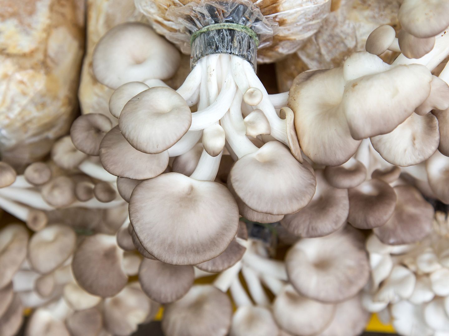 mushroom growing supplies