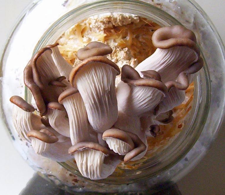 Larger Mushroom Bell Jar