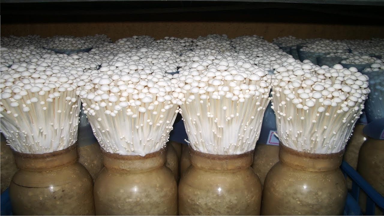 grow in jars, grow mushrooms at home, ball jars, mason jars, enoki