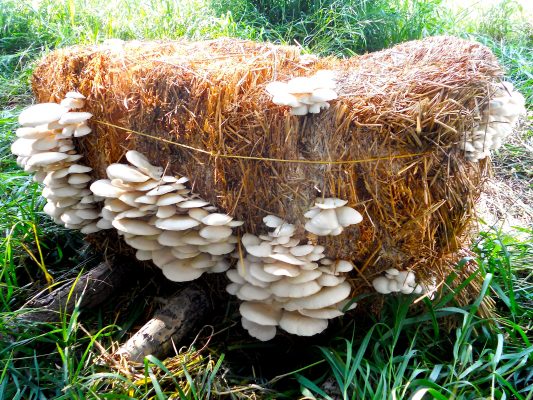 Mushroom cultivation on a bale of straw - Tyroler Glückspilze