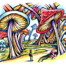 fungus, mushroom, toadstool, forest, mushroom forest