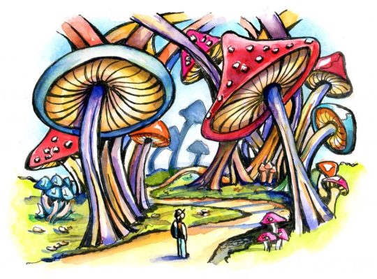 fungus, mushroom, toadstool, forest, mushroom forest