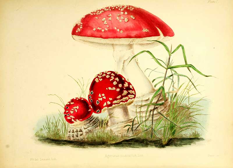 mushroom, toadstool, British toadstool