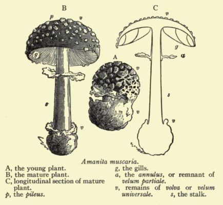 mushroom lexicon, mycology terms, fungus, mushrooms, mycology
