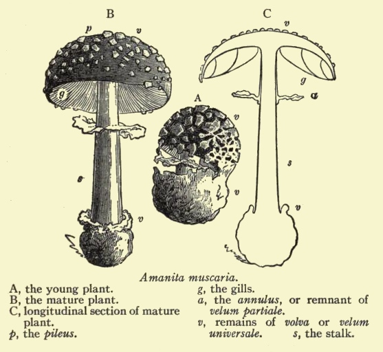 mushroom lexicon, mycology terms, fungus, mushrooms, mycology
